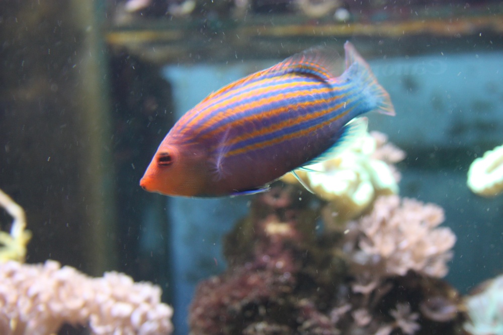 Aquarium at the Eden Project
