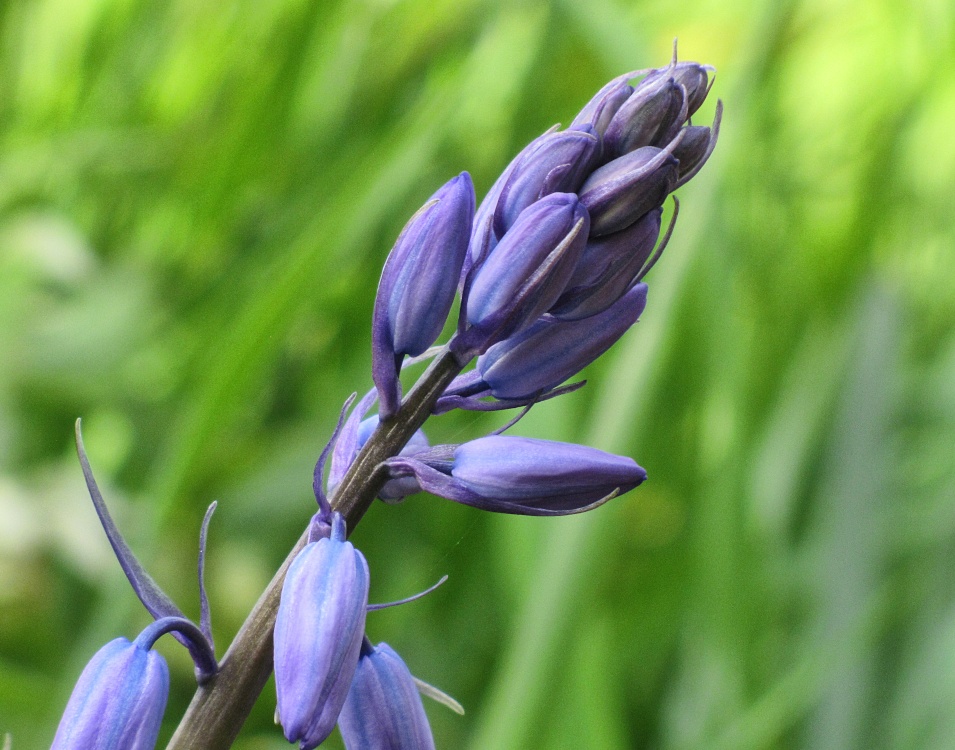 Photograph of Walking Much Hadham