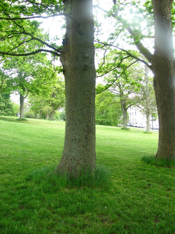 Clifton Trees
