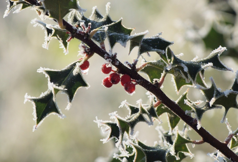 Frosty holly, Steeple Claydon, Bucks