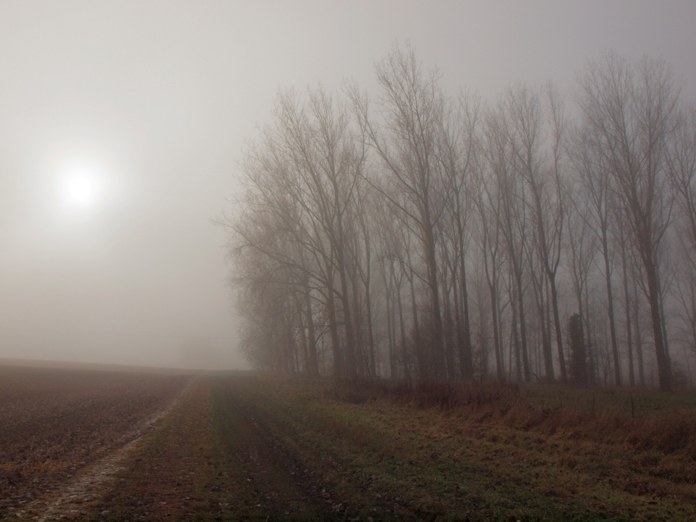 Trees in the fog, East Claydon, Bucks