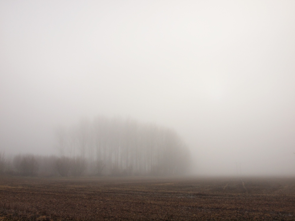 Trees in the fog, East Claydon, Bucks