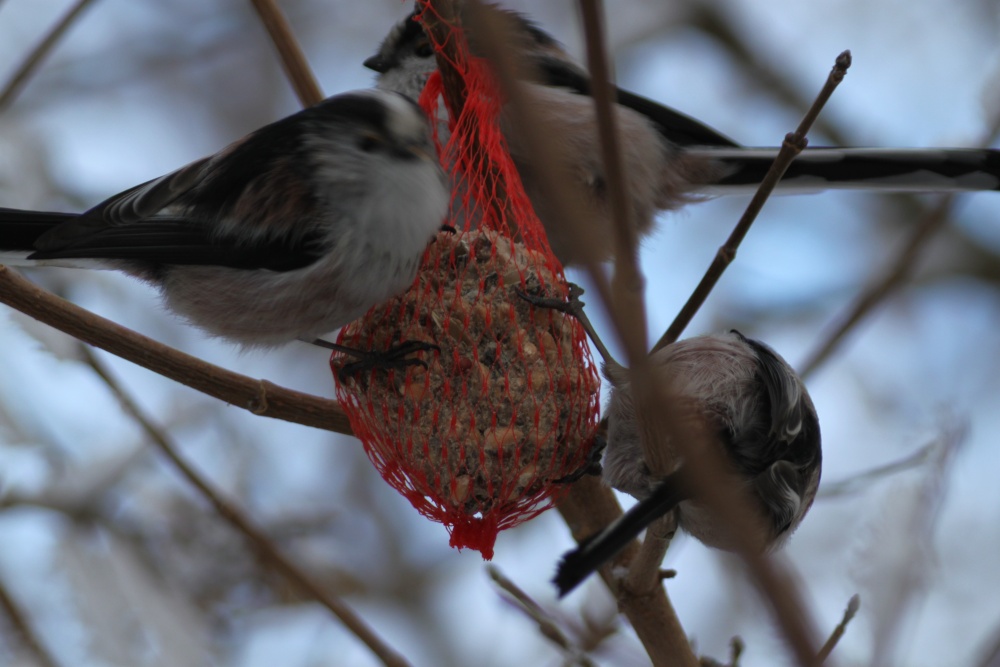 Long Tailed Tits