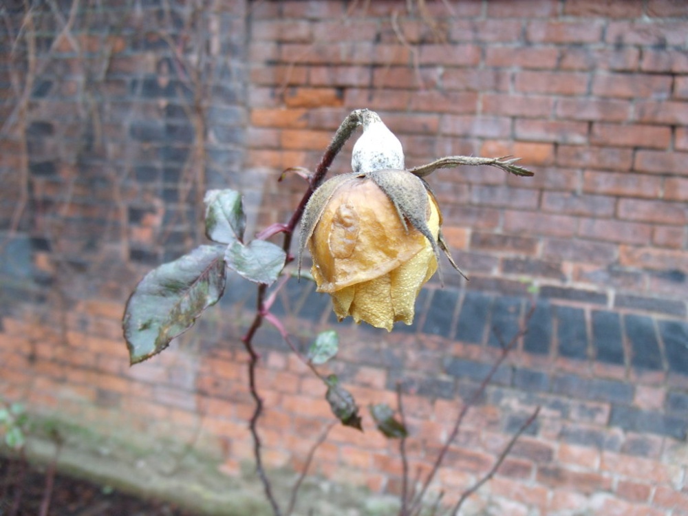 ''A rose in mourning...''