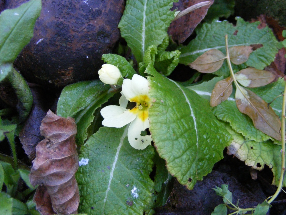 First signs of spring