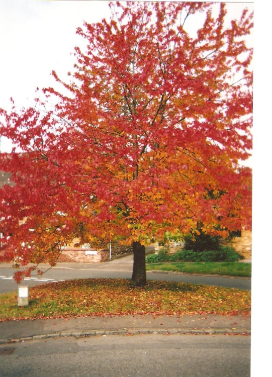 TREE IN AUTUMN, LITTLE HARROWDEN, NORTHANTS