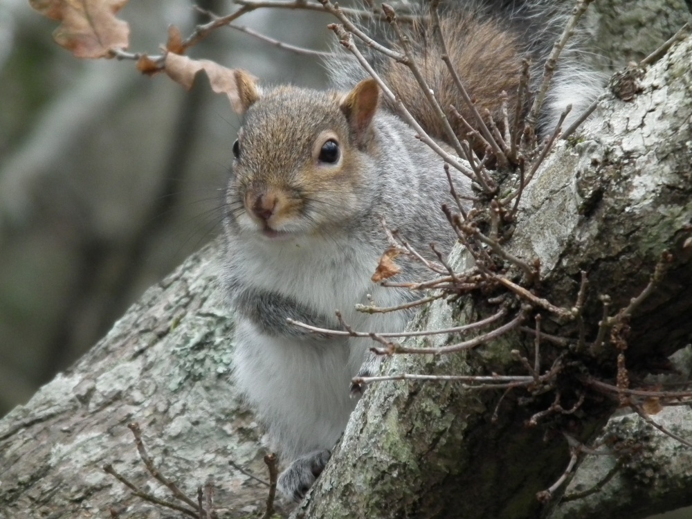 Photograph of Squirrel.