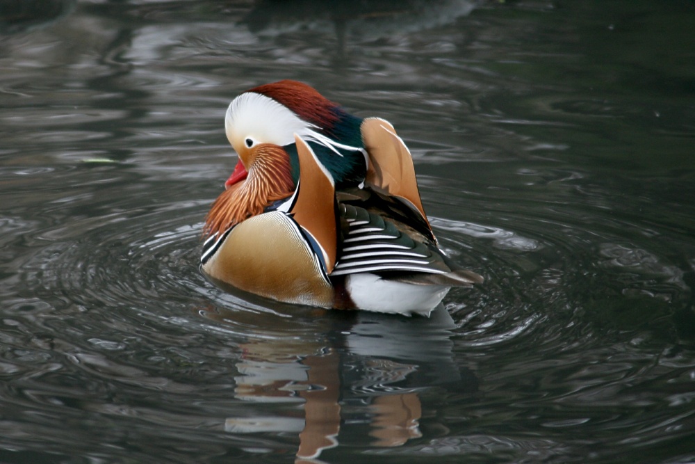 Mandarin Drake.