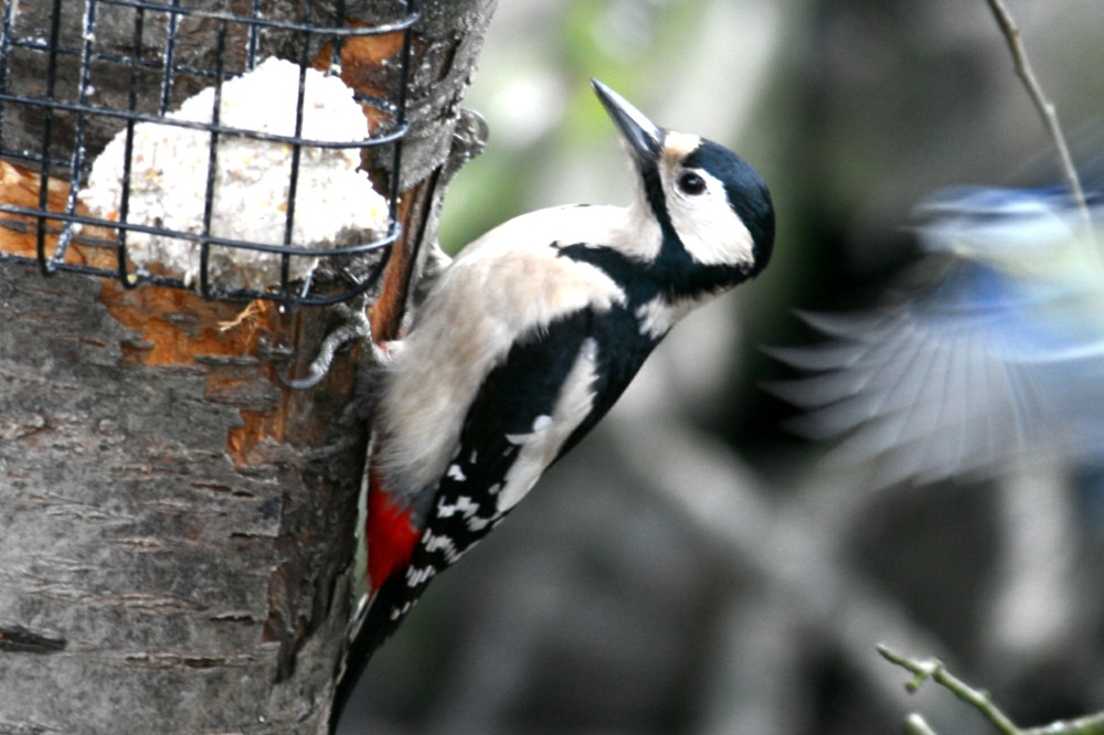 Great Spotted Woodpecker.