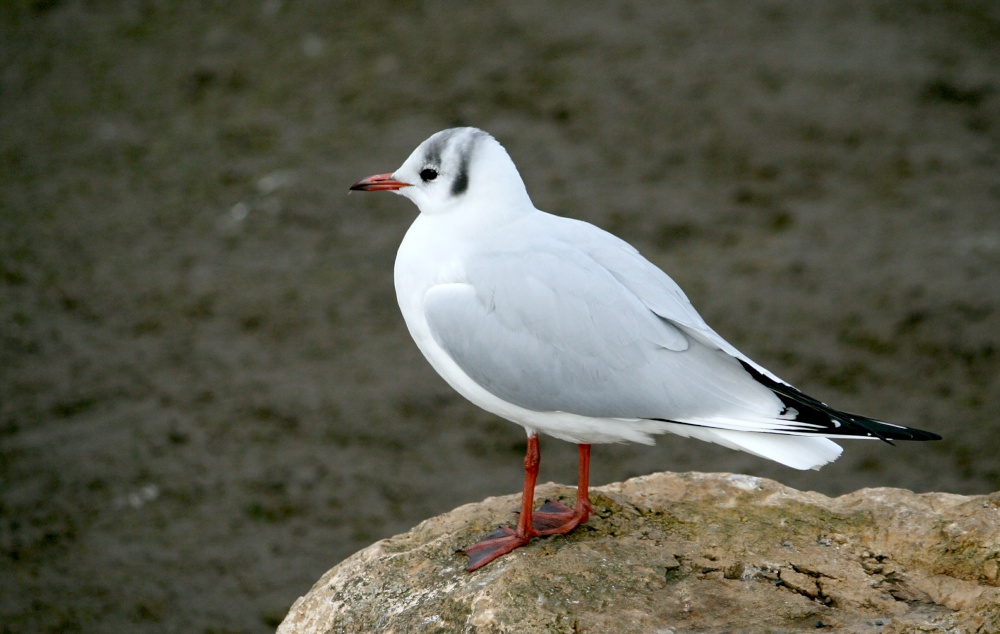 Black Headed Gull.