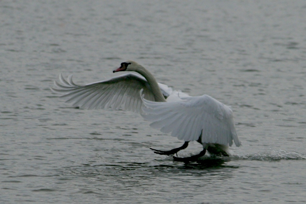 Mute Swan