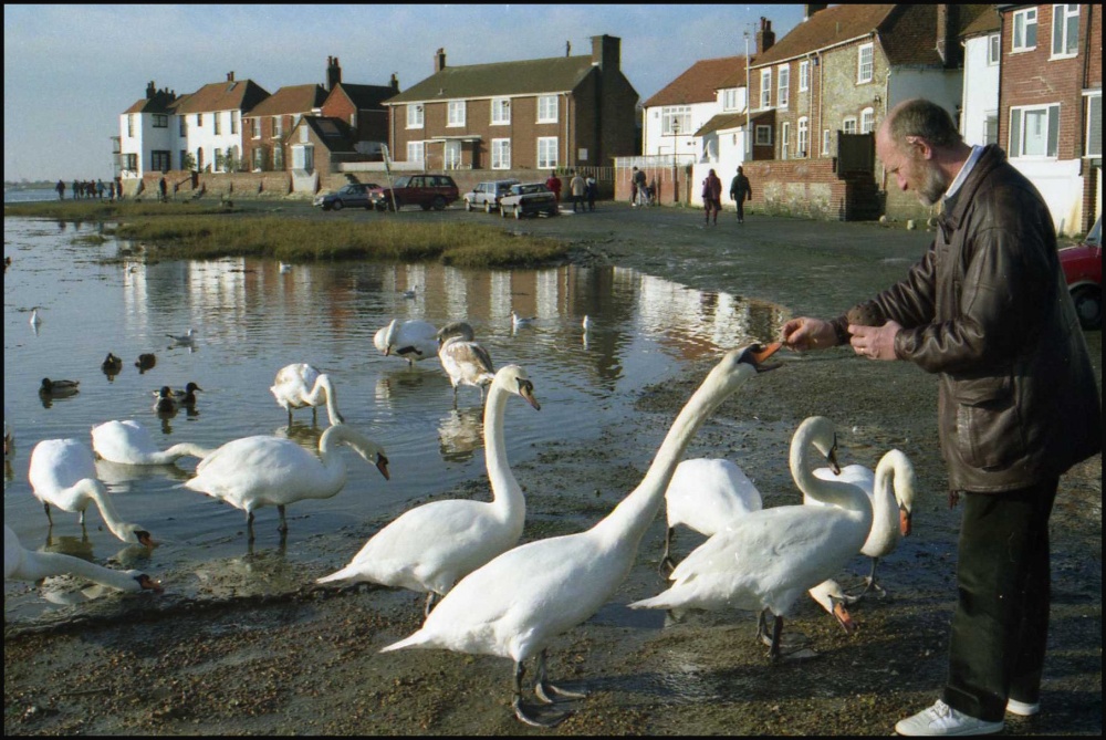 Bosham Swans