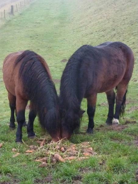 PONIES ON THE SEA BANK
