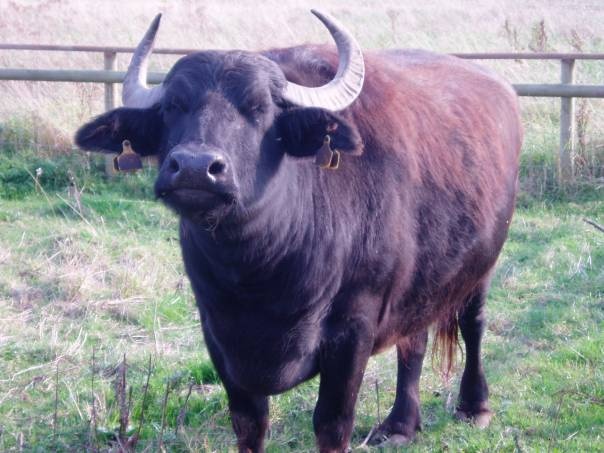 Butterly and wildlife park