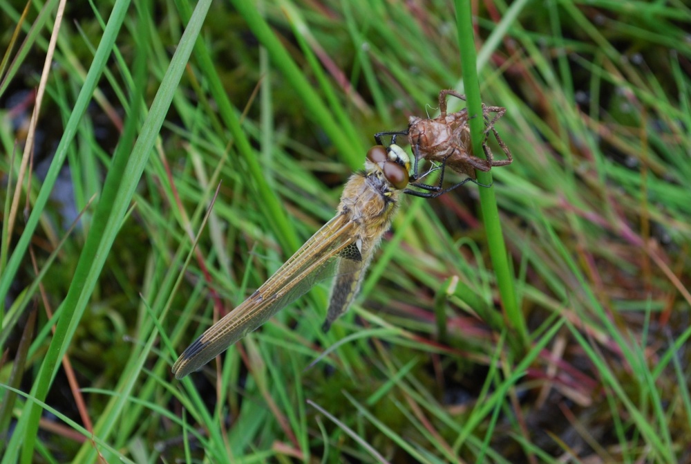 Newly emerged 4 spotted chaser