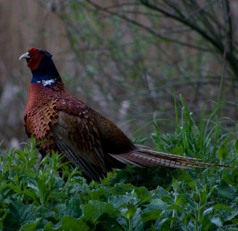 Photograph of Pheasant at Potterick Carr Nature Reserve