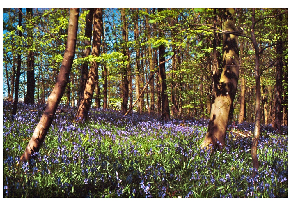 Photograph of Bluebell Woods, Capernwray, Lancs