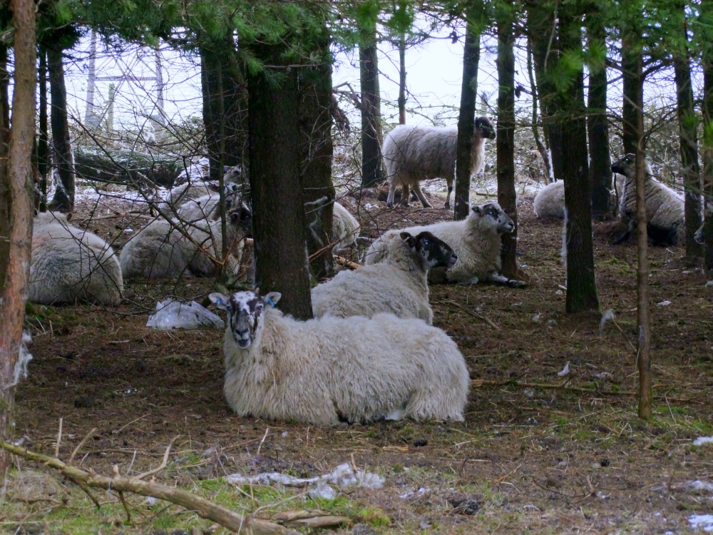 Watchers in the wood