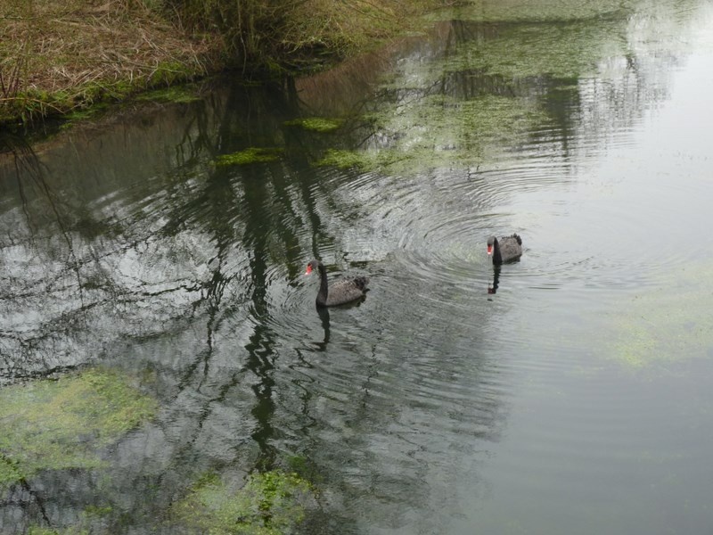 Photograph of Black Swans