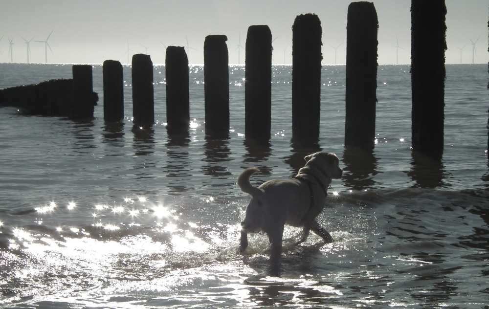 Photograph of Paddling in the sea