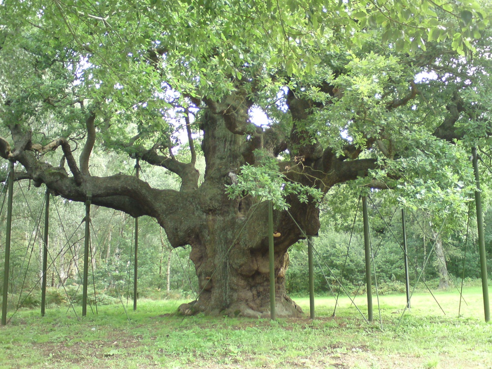 The Major Oak, Sherwood Forest