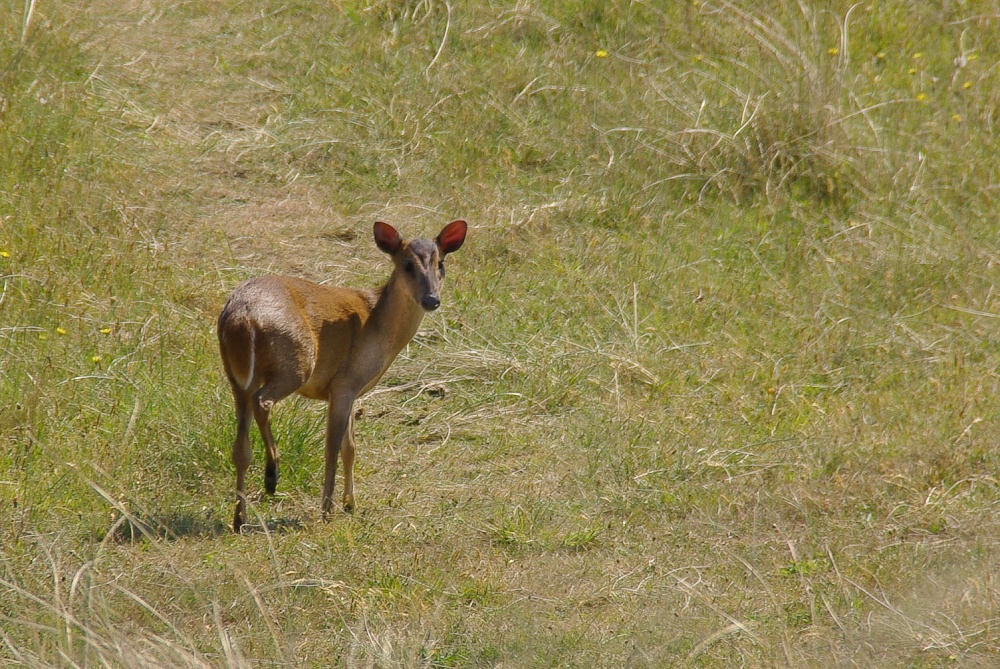 Deer in the dunes