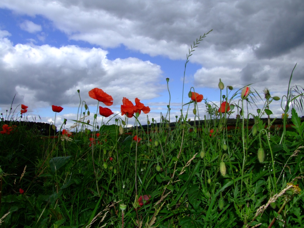 Poppy field