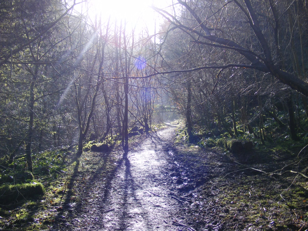 Castle Eden Dene photo by John Hancock