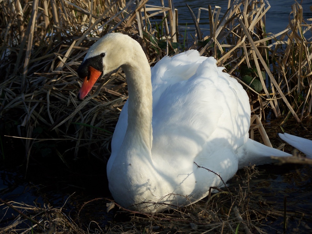 Mill Pond Swan