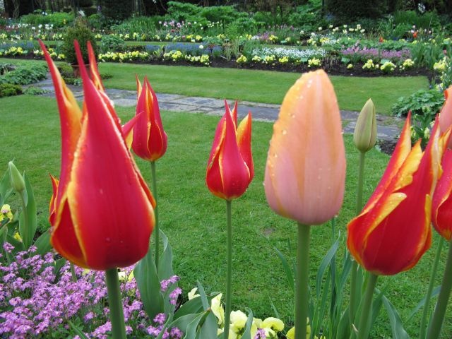 Mixed Coloured Tulips