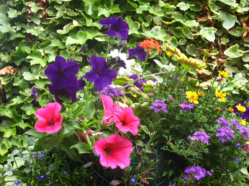 Photograph of Carpenters' Arms Flowers