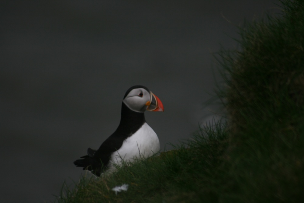 Photograph of First Puffins