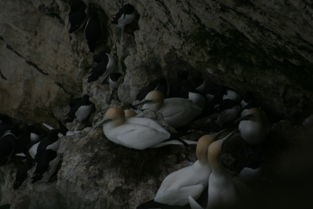 First Gannets  (Get up the bed)