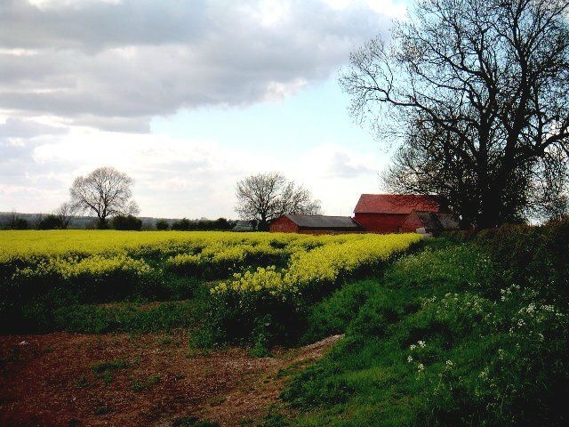 Rape seed field and red barn