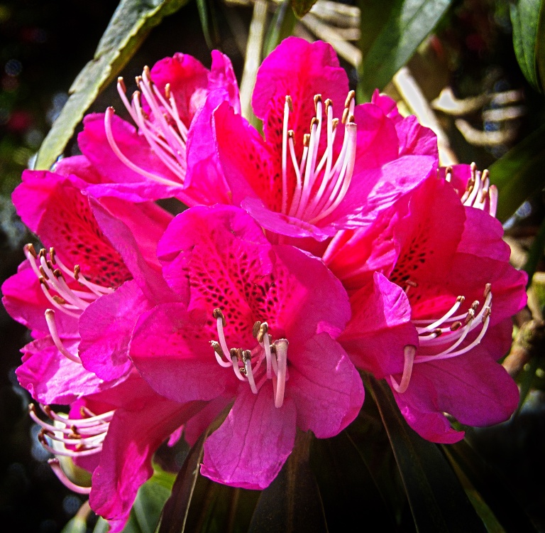 Photograph of Red Rhodedendron