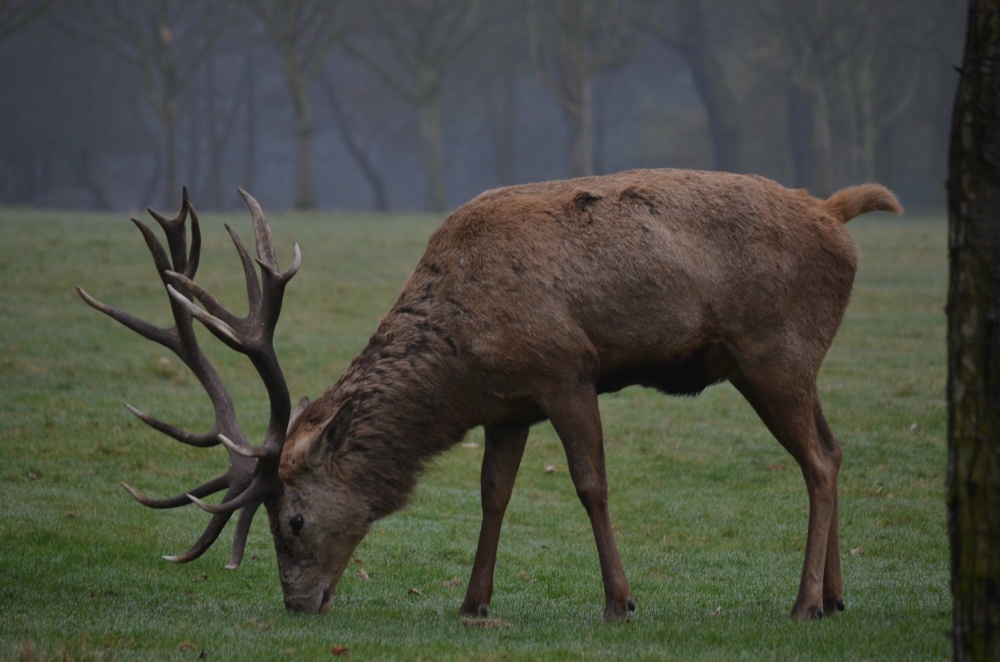 Red deer in the park