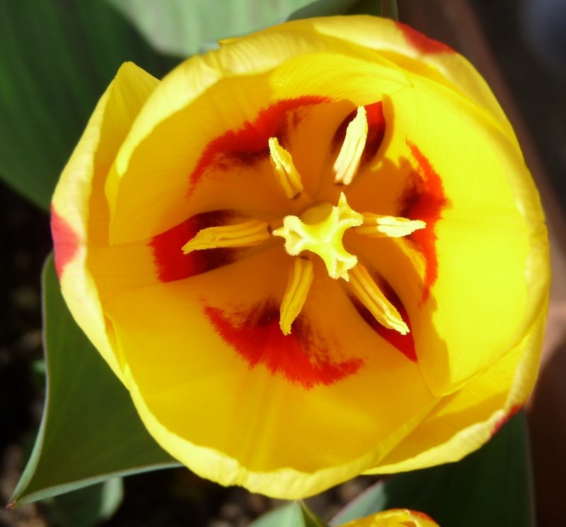 Tulip
