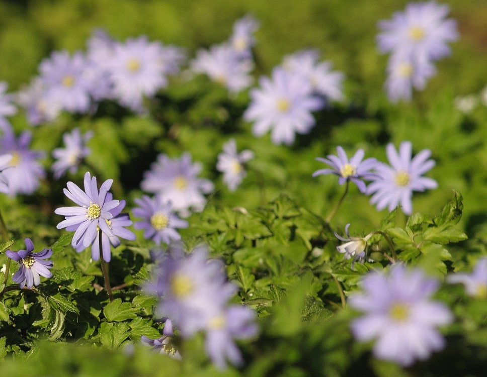 Blue flowers in St Mary's Churchyard, Thenford, Northants