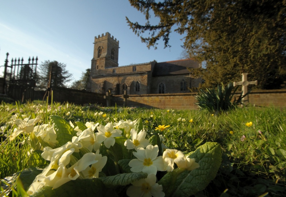 Photograph of Primroses and St Mary's Church, Thenford, Northants