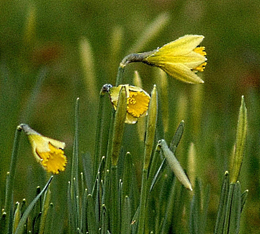 Daffodils, the cemetery, Middle Claydon, Bucks