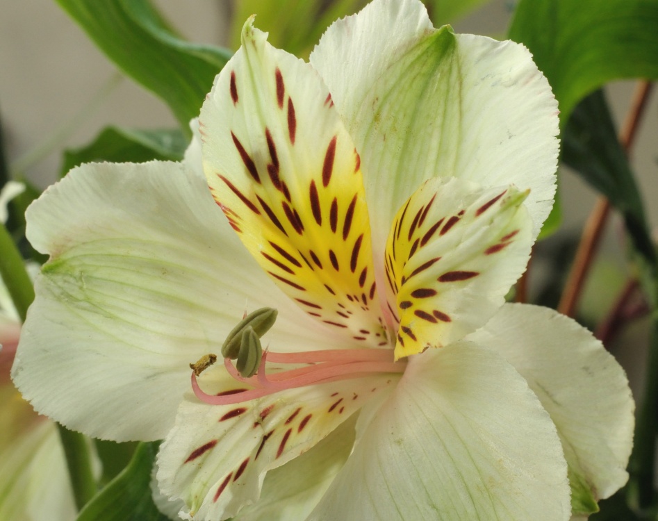 Church flower, Chetwode, Bucks