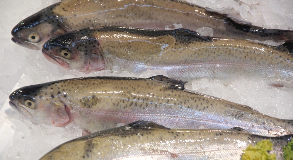Trout in the Covered Market, Oxford, Oxon.