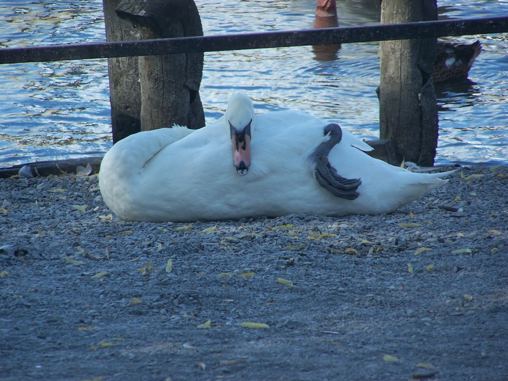 Strange looking Swan