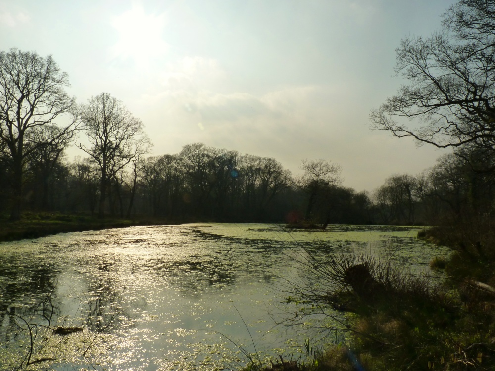 Bookham Common Pond