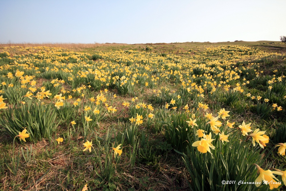Daffodils on the Downs