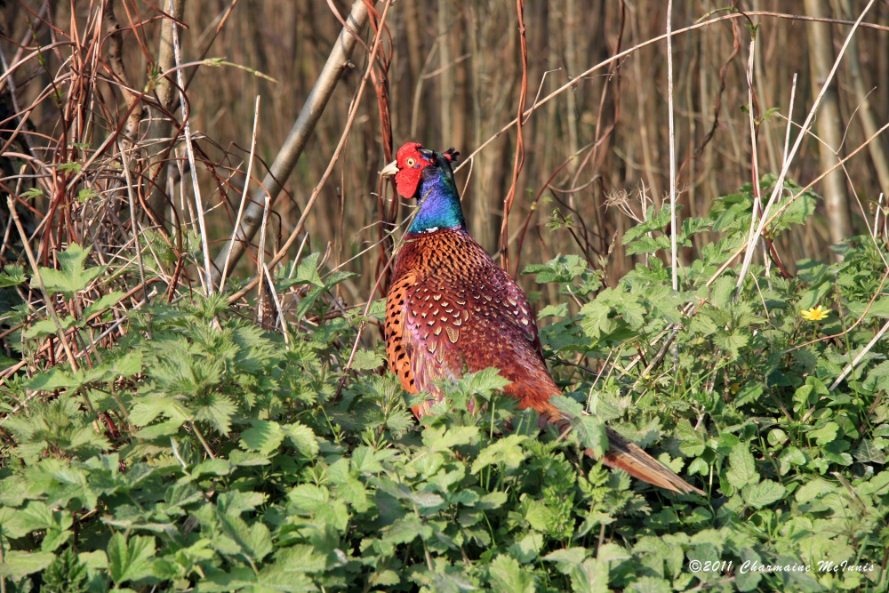 A passerby on a country lane near Hailsham!