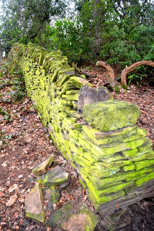 A walk in the woods above Beauchief Hall