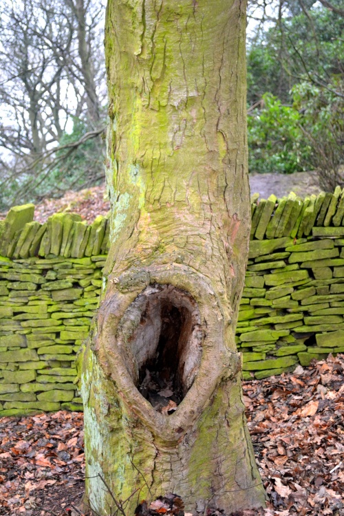A walk in the woods above Beauchief Hall