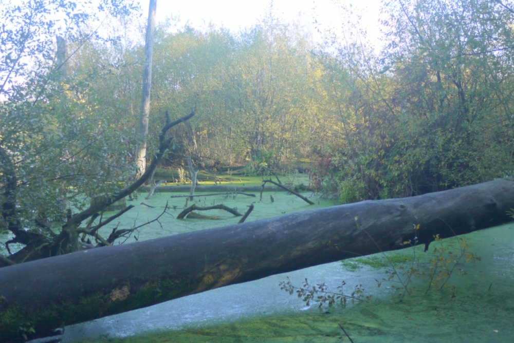 Delamere Forest photo by Myra Smith