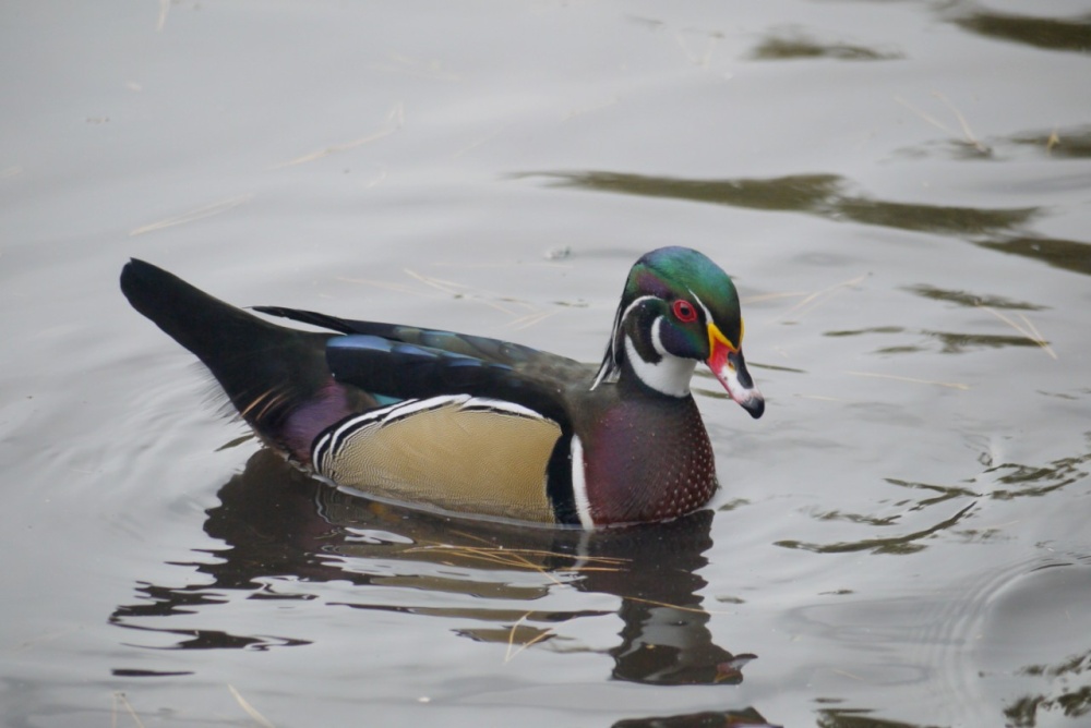 Wood Duck